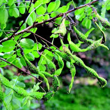 Image result for Ormocarpum schliebenii