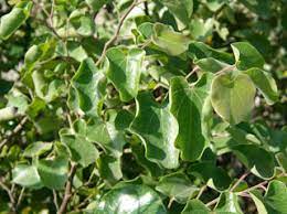 If you're having trouble finding what you're looking for contact us or visit our store location and speak with one of our isa certified arborists to find what you need. Cercis Canadensis Var Mexicana Mexican Redbud Native Plants Of North America