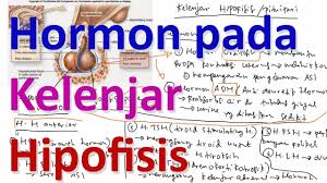 Maybe you would like to learn more about one of these? Sistem Hormon Pada Kelenjar Hipofisis Anterior Dan Posterior Youtube