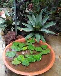 Pot Teratai Terakota Dengan Tanaman Teratai Sangatlah Cantik Tanaman Teratai
