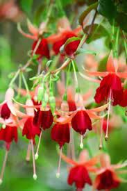 Fuschia Flower Fuchsia Flowers Pretty Flowers Flowers Photography