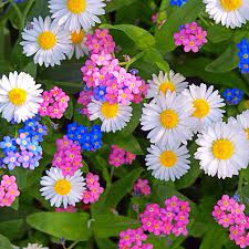 2500 list of flowers name and their pictures , amazing and beautiful flowers and pretty flowers in detail and also flower videos. All Kinds Of Flowers Profusion Stock Photo A2d62dd9 Cf4a 4e6c 8ed5 40ca120b4eb3