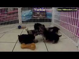 Great pyrenees, border collie mix puppies $90. Craigslist Illinois Dogs For Sale 07 2021