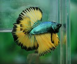 Male Blue Dragon Yellow Bi Color Bettasource Fish Reviews Betta Betta Fish Pet Fish
