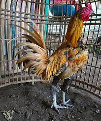 Ayam bangkok juara thailand dan keunggulannya bagi para pecinta ayam petarung, tentu ayam bangkok juara ini berasal dari thailand. Laga Ayam Pama Ninja