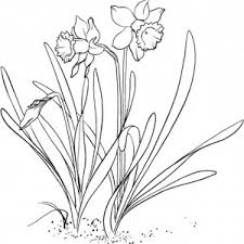 If daffodils make you happy, print them out and bring them to life with your coloring skills. Daffodil Flower Garden Coloring Page Kids Play Color