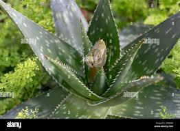 Image result for Aloe cameronii × greatheadii