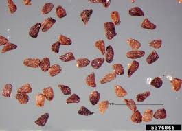 Image result for Striga gesnerioides