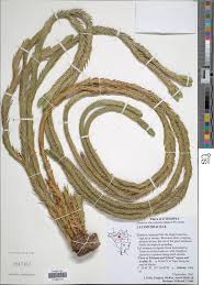 Image result for Pouteria adolfi-friederici