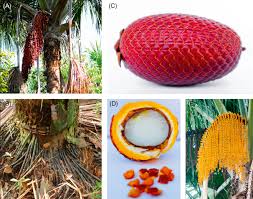 Image result for Chironia flexuosa