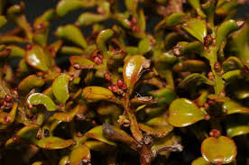 Image result for Santalaceae