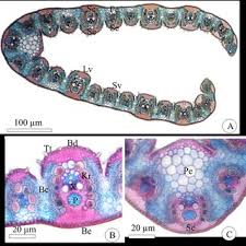 Image result for Eragrostis anacranthoides