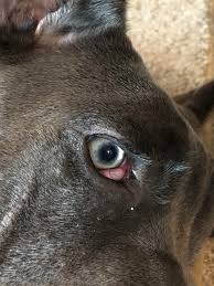 What could be more important than the health of your bulldog's eyes! Cherry Eye Any Advice On The Surgery And Whether Or Not To Have The Third Eyelid Removed Versus Tacking Back Canecorso