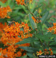 Milkweed University Of Florida Institute Of Food And Agricultural Sciences In 2020 Milkweed Milkweed Plant Butterfly Garden Plants