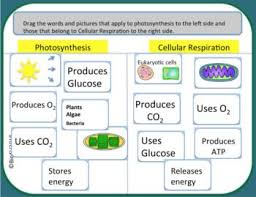 Pin On Life S Energy Atp Photosynthesis Respiration