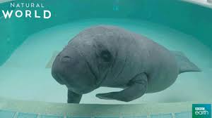 Manatee (plural manatees or manatee). It S A Mermaid It S A Sea Cow It S A Dugong Ocean Conservancy