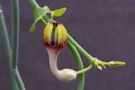 Image result for Ceropegia meyeri-johannis
