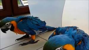 Image result for baby macaw parrot for sale