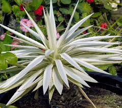 Image result for Antizoma angustifolia