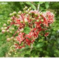 Image result for Lawsonia