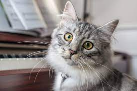 Siberian Cat Facts