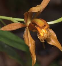 Image result for Achyrospermum laterale