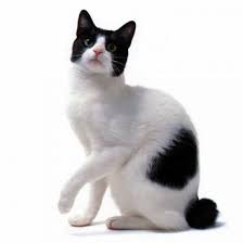 6 world s weirdest looking cat breeds cat breeds bobtail cat japanese bobtail