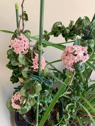 Image result for hoya plant flower