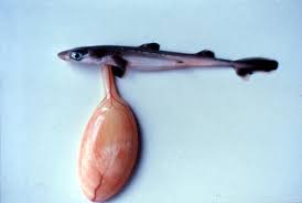 Squalus Acanthias Discover Fishes