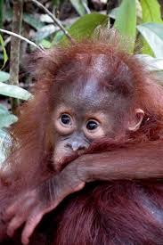 This article contains the list of indonesian animals. Kalimantan Indonesia Monkey Pictures Animals Beautiful Cute Baby Animals