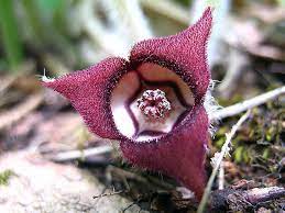 Wild Ginger Wild Ginger Ginger Flower Wildflower Photo