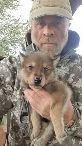 wolves #wolves #wolves