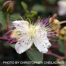 Image result for Capparis citrifolia