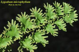 Image result for Lygodium