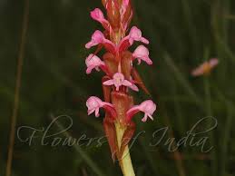 Image result for Satyrium