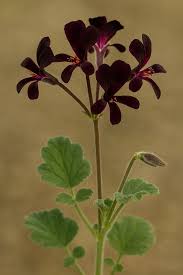 Image result for Pelargonium