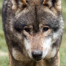 Check spelling or type a new query. Der Wolf Ein Fauler Jager Mdr De