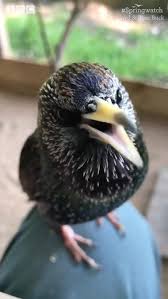 Beatbox Video In 2020 Animals Funny Birds Cute Animals