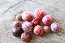 Schneckenhauser Jetzt Auch In Bunt Elf19 De Basteln Und Selbermachen Basteln Basteln Mit Naturmaterialien
