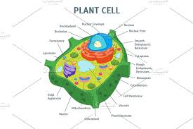 Animal cell diagram labeled icev. Cell Membrane Anatomy Anatomy Drawing Diagram