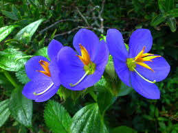 Check spelling or type a new query. The Save Most Beautiful Rare Plant Most Beautiful Places
