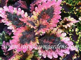 Image result for Coleus foliatus