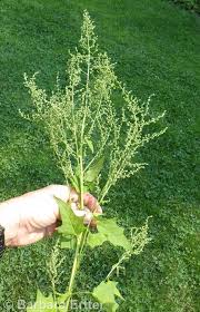 Image result for Chenopodiastrum