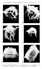 Image result for Asplenium loxoscaphoides