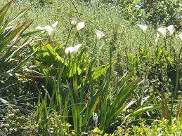 Image result for Zantedeschia aethiopica