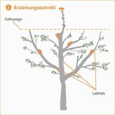 Obstbaumschnitt Eine Anleitung Mit Bildern Obstbaumschnitt Obstbaume Beschneiden Bepflanzung