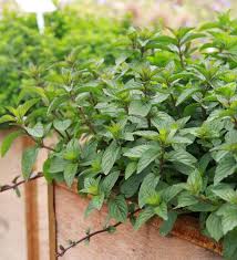 Minze Geschmackserlebnis Aus Dem Garten Minze Pflanzen Pflanzen Minze