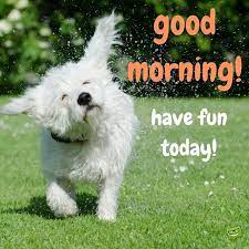 Maybe you would like to learn more about one of these? Cute Funny Good Morning Images And Memes With Animals