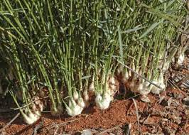 Image result for Eragrostis glandulosipedata