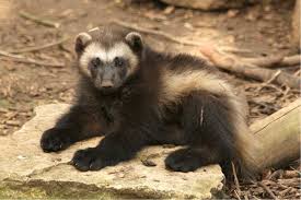 Feisty Wolverine Cubs First Ever In The Uk Wolverine Animal Animals Wild Cute Baby Animals